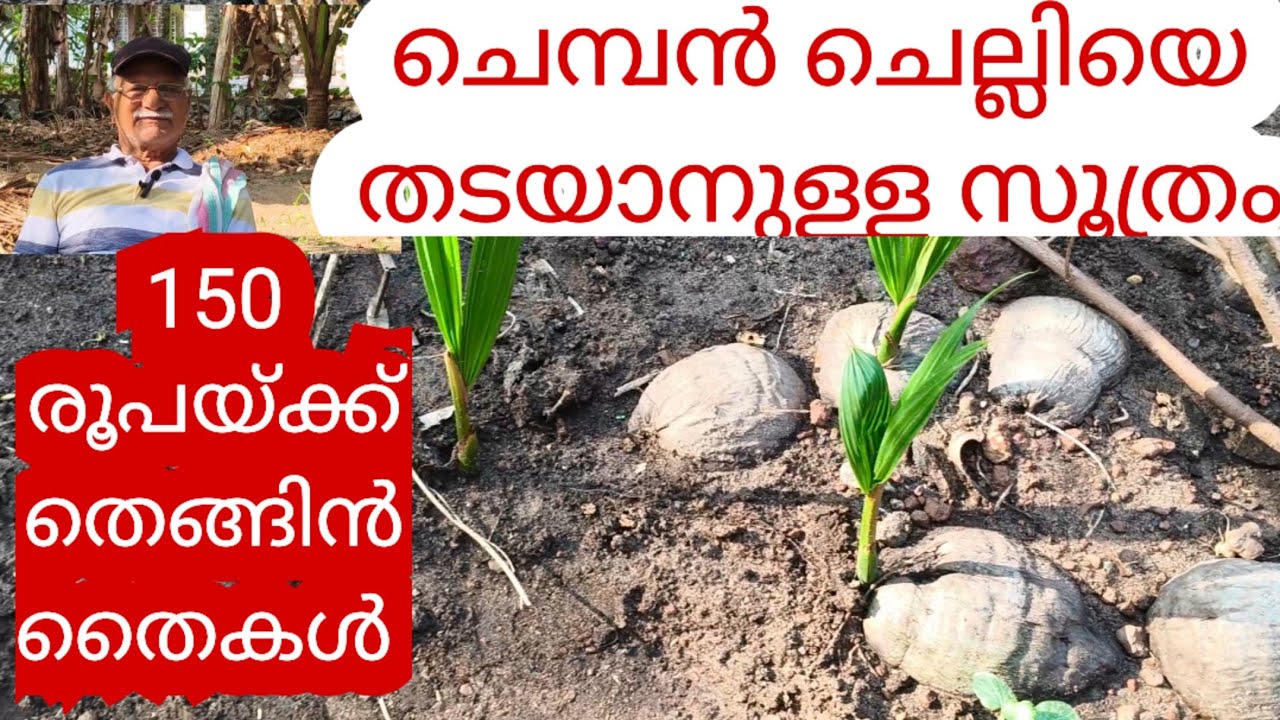 ചെമ്പൻ ചെല്ലി കയറിയ ഉടനെ തെങ്ങ് കാണിക്കുന്ന ലക്ഷണങ്ങൾ |Coconut Cultivation malayalam 