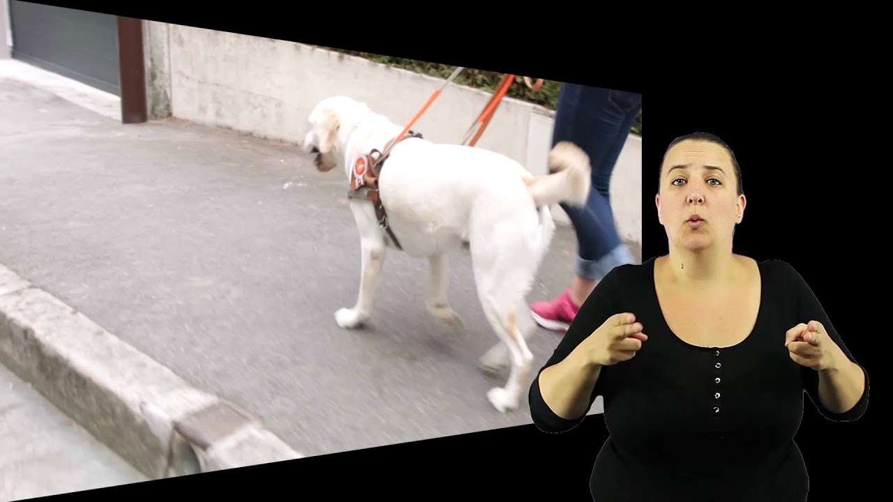 Muséum Expo Chien Et Chat Traduction Avec Film En