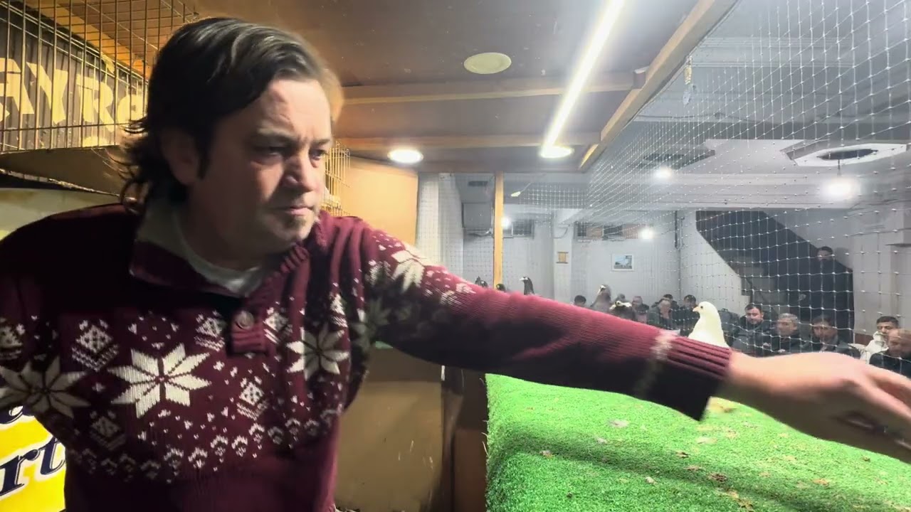 GÜVERCİN MEZATI BAYRAMPAŞA ARENA İYİ SEYİRLER 