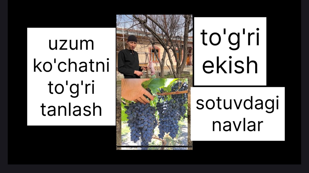 uzum ko'chat tanlash va to'g'ri ekish 💯✅