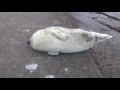 Детеныш тюленя на отдыхе 2