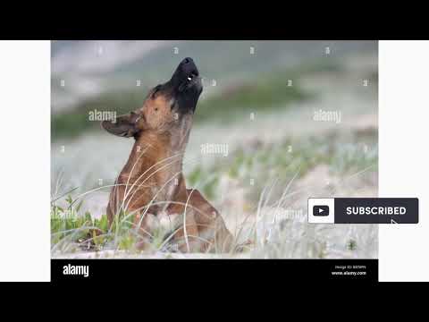 5 Heartwarming Facts About Dingos