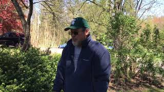 Pruning boxwood using ‘left, muddle, right’ thinning cuts