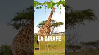 Description de la girafe : Expression écrite en français - 5ème année primaire.#girafe #زرافة