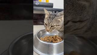 Cute Street Cat Enjoying Food | Morning Feeding Moment 🐾 #Cat #StreetCat #CatShortsVideo