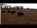 Buffalo  calves playing games