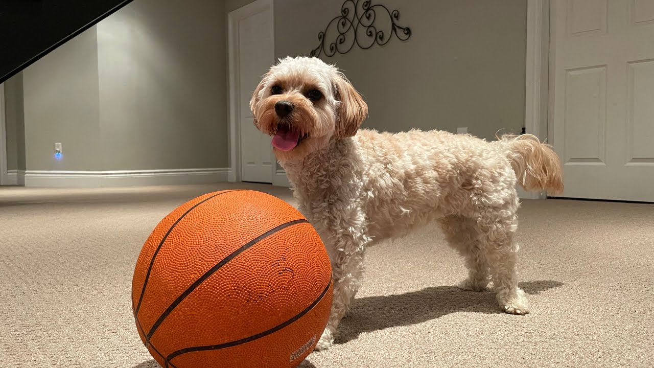Cavapoo In Basket My Cavapoo Puppy is a Basketball Super Star! - YouTube