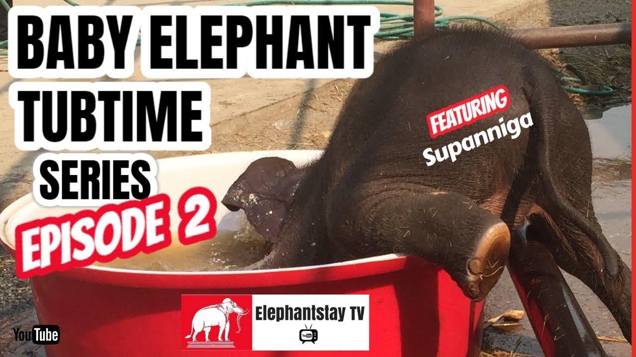 It's tubtime! Water fun with baby elephant, Supanniga | S1 Ep 2 | Elephantstay