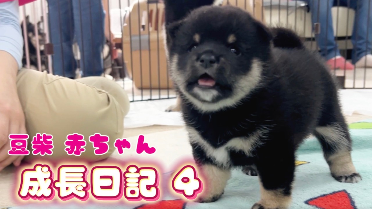 Mameshiba] The toddling stage is finally here! Sui-chan's Growth