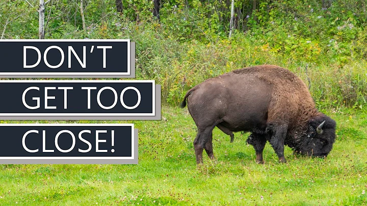 Wildlife Tips from Elk Island National Park | Spotting Wild Bison | Alberta, Canada