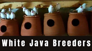 White Java Sparrow Breeders Setup Birds Quality in Lahore