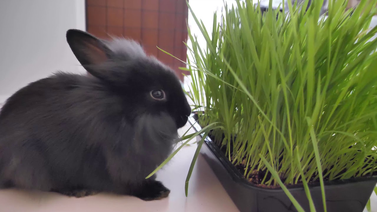 Akira eating grass and exploring | Vlog #2 | Akira the Lionhead Dwarf ...