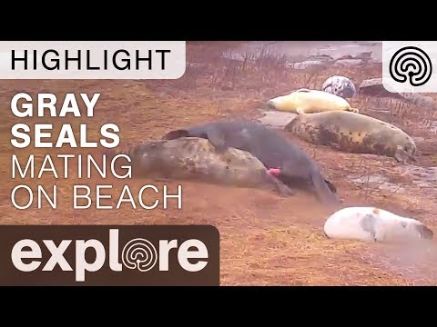 Gray Seals Mating Live Cam Highlight