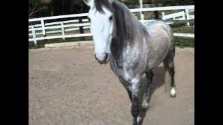 Tordilho Negro Teixeirinha.wmv