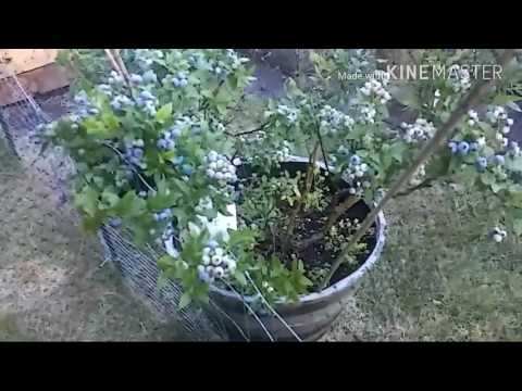 Video: Yuav Ua Li Cas Qhuav Blueberries