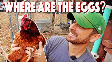 Chickens Not Laying Eggs For Months! The Causes