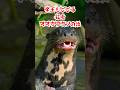 帝王もビビる猛者!オオカワウソの話#shorts #野生動物