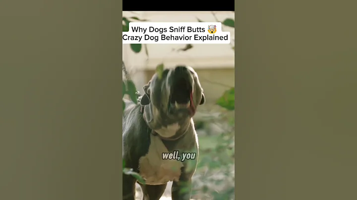 Why Dogs Sniff Each Other’s Butts – 5 Strange Dog Behaviors You Didn’t Know! on the channel