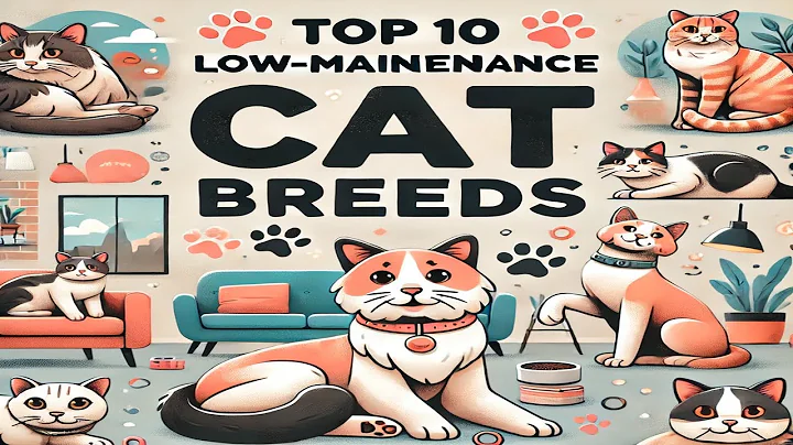 Video 9670151: british shorthair sphynx, cat breed, cat grooming, cat low, cat learning