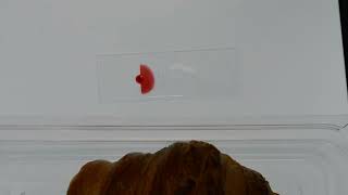Making a wet mount slide
