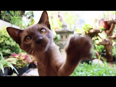 Is Siamese Thai