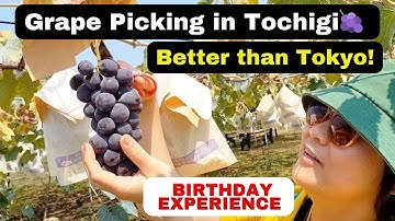 🍇 Merayakan Ulang Tahun Kakak Perempuanku dengan Memetik Anggur (Budo-gari) di Tochigi, Jepang! 🇯🇵