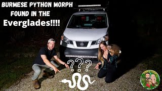 Burmese Python MORPH found in Everglades!