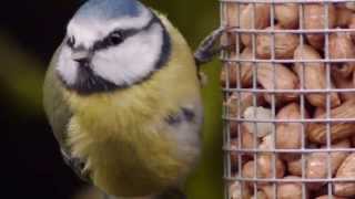 Various birds on our peanut feeders.