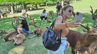 鹿ちゃんとオール外国人観光客【奈良公園】