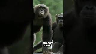 chimpanzee vs Zoey (no weapons)