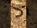 The item shown is a house centipede, #nature #viral #youtubeshorts #officalvideo #coolvideo #shorts