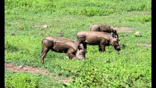 Kenya, Tanzania and Zanaibar Slideshow
