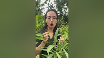 Tiêu u tuyến giáp. Quỳnh Hương thảo dược ĐT: 0969895015