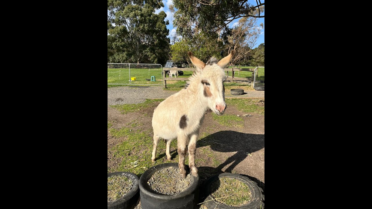 Clicker Training Hoof Lifts with Fearful Equines Part 4