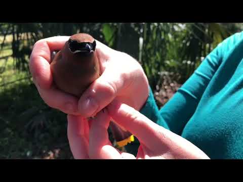 How to catch a wild bird and pet it