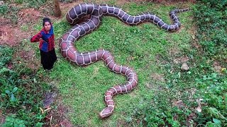 world's most dangerous Snake found in my land 🙄🙄ഇത്രയും വലിയ പാമ്പ് 🐍🐍🐍G J MOWGLI