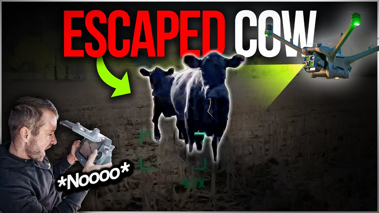 Тепловой дрон пытается помочь поймать сбежавших коров