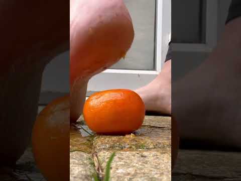 Giantess bare foot orange crush