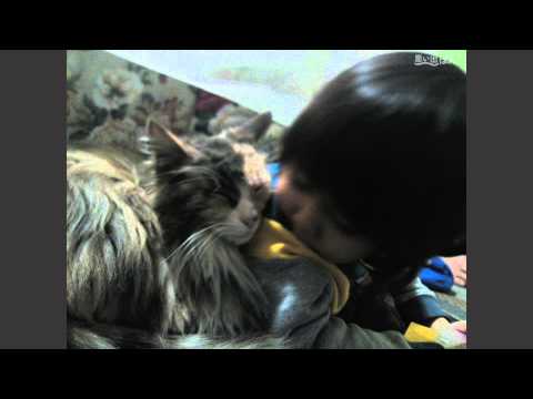 思い出ぽん！ぶさかわ！0655 おれ、ねこ アプリ