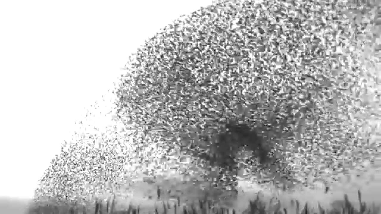 Basic Audio Zippy Fuzz - David Torn "Traveller's Lament"