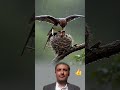حين ينزل المطرلايبحث عن مآوى لنفسه بل يصنع من جناحيه سماءصغيرة تحمى صغار متابعة اشتراك لايكي اكسبلور