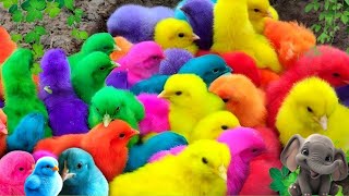 Tangkap Ayam Lucu, ayam warna warni,ayam rainbow, kelinci lucu, bebek lucu,ikan koi, Hewan Lucu 02