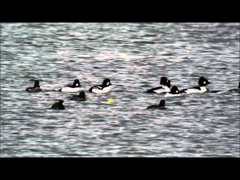 Barrow's Goldeneye Geneva