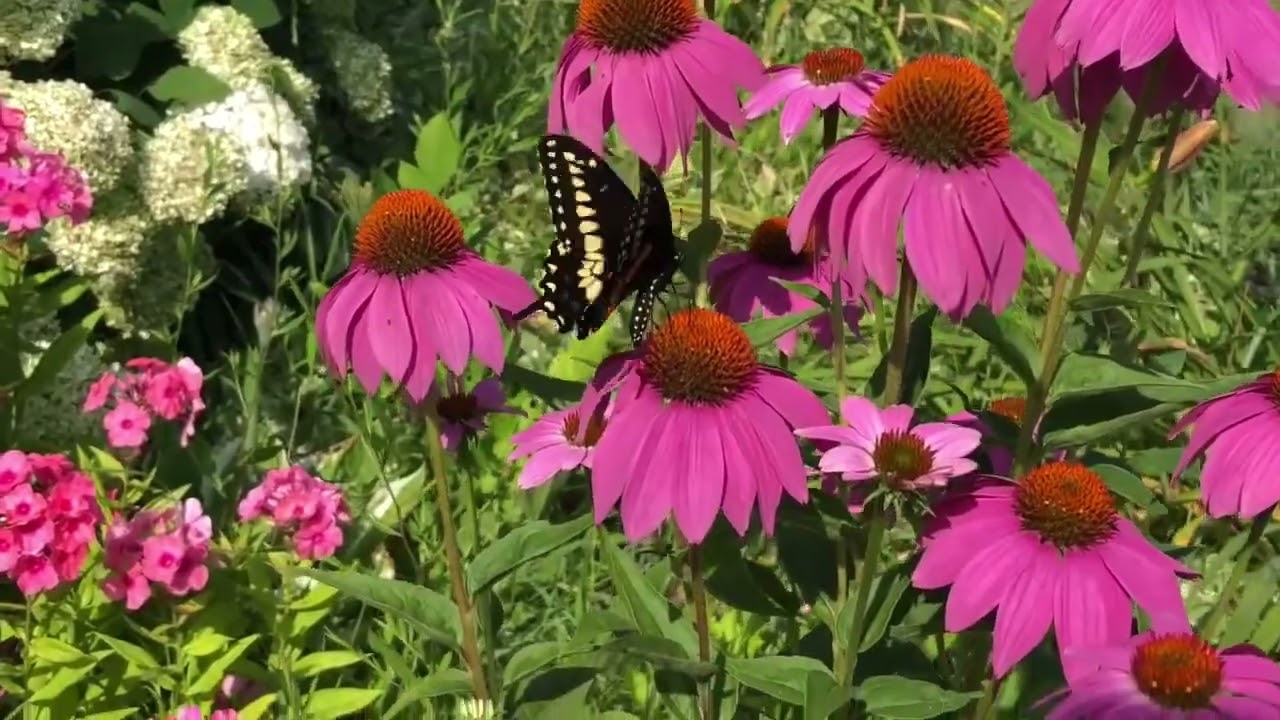 🦋Amazing looking Swallowtail butterfly on my purple coneflowers🦋 YouTube