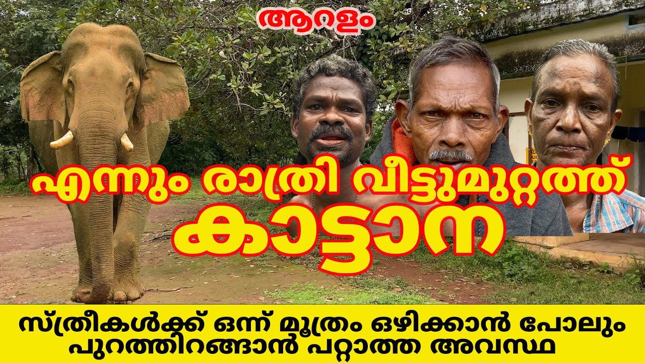 ആറളം , എന്നും വീട്ടുമുറ്റത്ത് കാട്ടാന . ഒന്ന് മൂത്രം ഒഴിക്കാൻ പോലും പറ്റാത്ത അവസ്ഥ #elephant #aralam