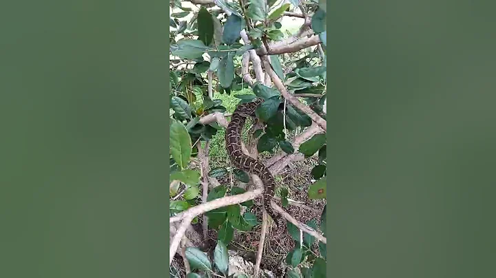 Rescatamos una Yarar del Castillo de Piria