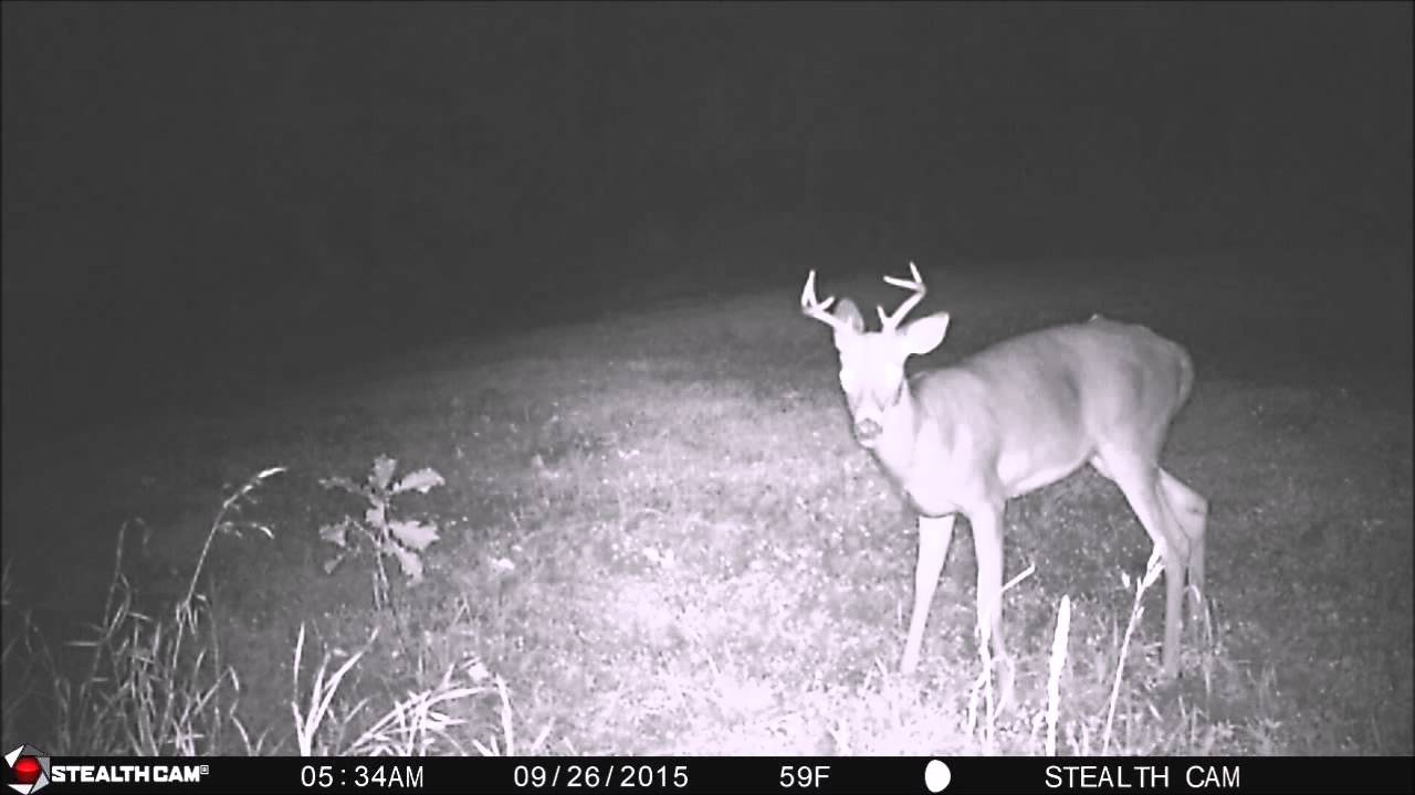 deer videos 2015