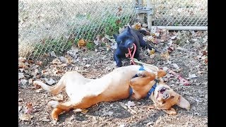 FOHA Buddies - 11/16/2017