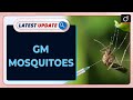 GM Mosquitoes |Djibouti | Malaria | Latest Update | Drishti IAS English