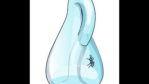 Animated topology: Ant walk on the Klein bottle